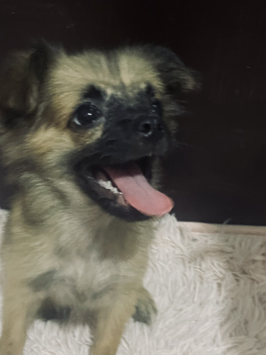 Pomeranian Mix With Poodle  Dogs Halfway Tree