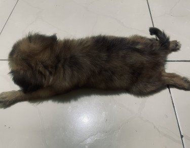 Pomeranian Mix With Poodle 