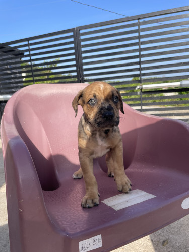 Pups For Sale Mastiff Mix With Catahoula 