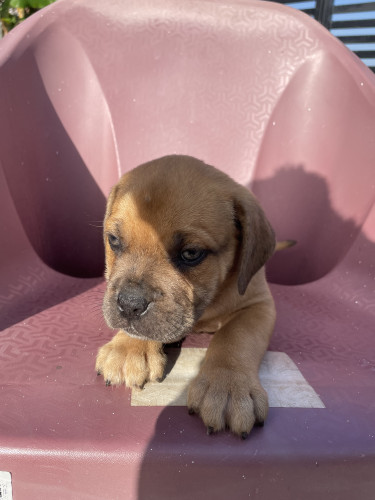 Pups For Sale Mastiff Mix With Catahoula 