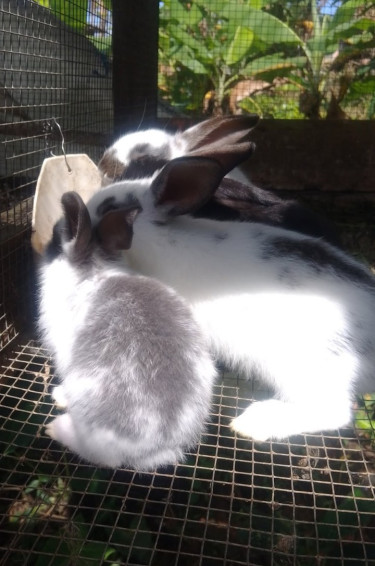 New Zealand White Rabbits 
