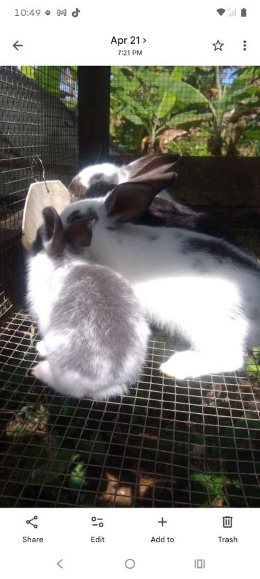New Zealand White Rabbits  Other Pets Montego Bay