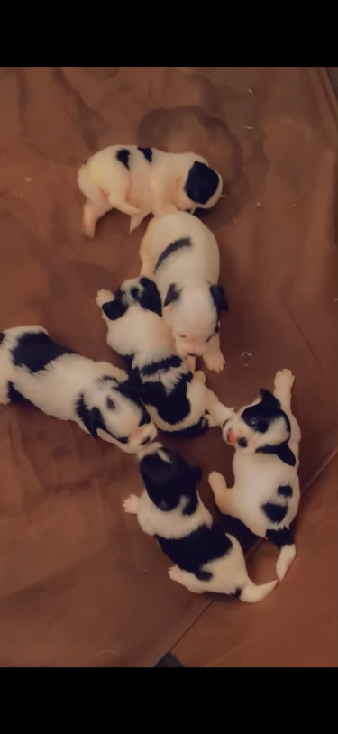 House Broken Shipoo Dogs 45000