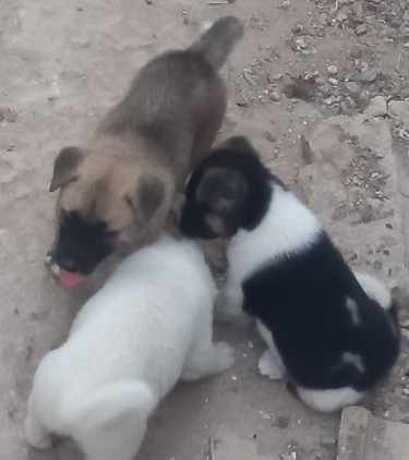Beautiful Akita Pups Dogs Old Harbour