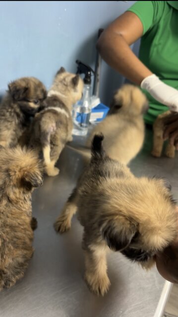 Shihtzu Mix With Pam