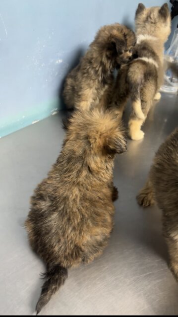 Shihtzu Mix With Pam