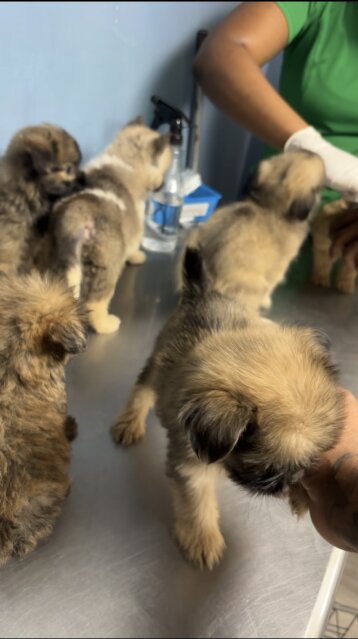 Shihtzu Mix With Pam