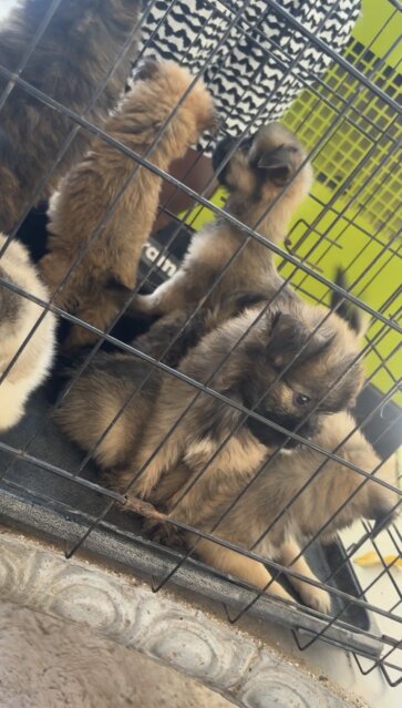Shihtzu Mix With Pam Dogs Greenwich Farm