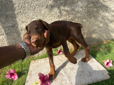 Purebred Doberman Puppies For Sale