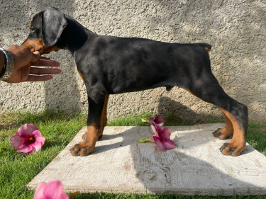 Purebred Doberman Puppies For Sale
