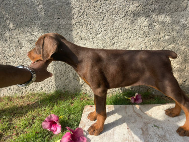 Purebred Doberman Puppies For Sale Dogs Portmore