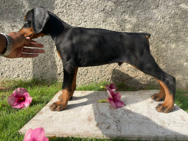 Purebred Doberman Puppies For Sale