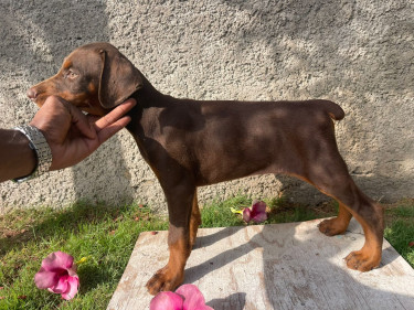 Purebred Doberman Puppies For Sale