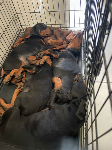 Purebred Doberman Puppies For Sale