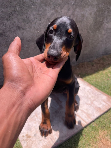 Purebred Doberman Puppies For Sale