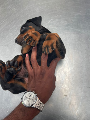 Purebred Doberman Puppies For Sale