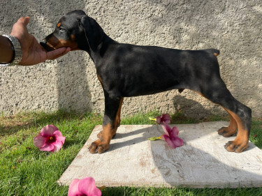 Purebred Doberman Puppies For Sale