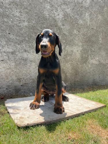 Purebred Doberman Puppies For Sale