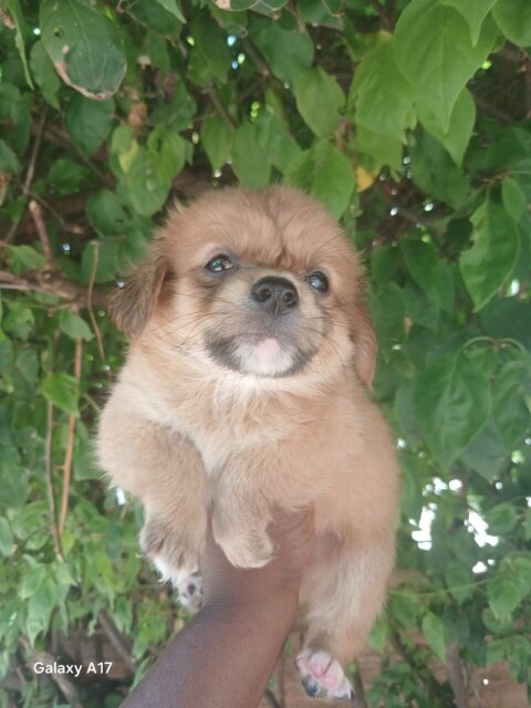Pomeranian Mix Pups Dogs Kingston