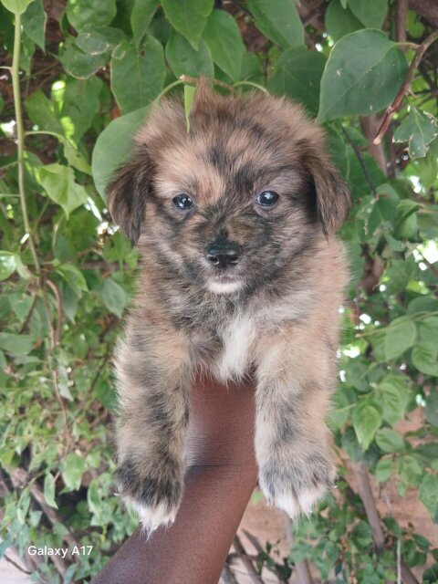 Pomeranian Mix Pups