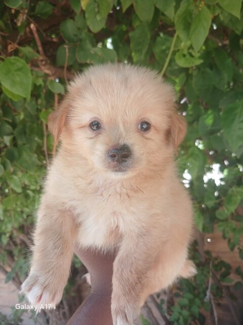 Pomeranian Mix Pups
