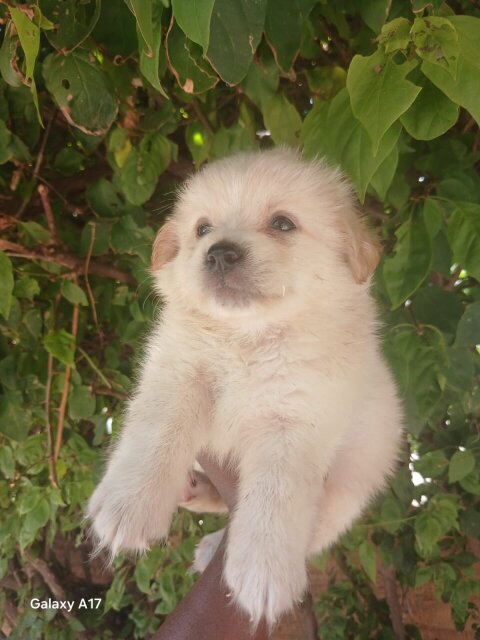 Pomeranian Mix Pups