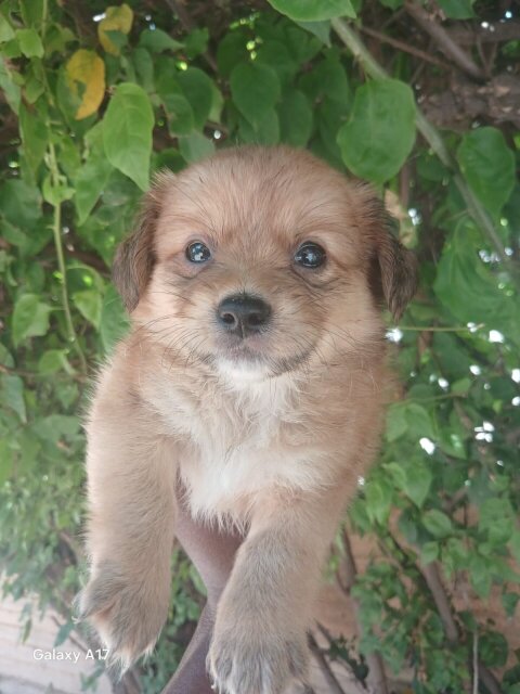 Pomeranian Mix Pups