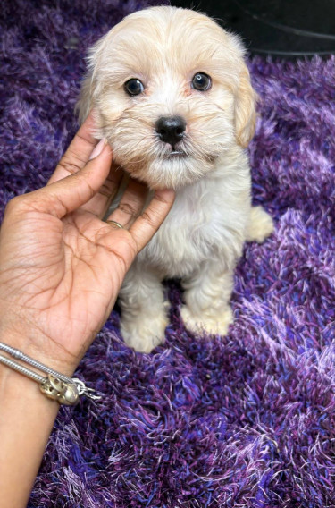 Puppy Cockapoo Mix 