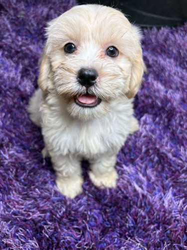 Puppy Cockapoo Mix  Dogs Half Way Tree