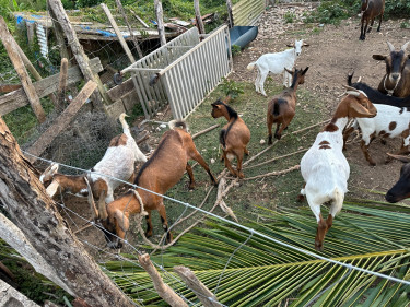 Graded Goat  Livestock Falmouth 