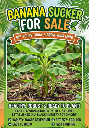 Banana Suckers For Sale Other Plants Available  Other Market Liguanea 