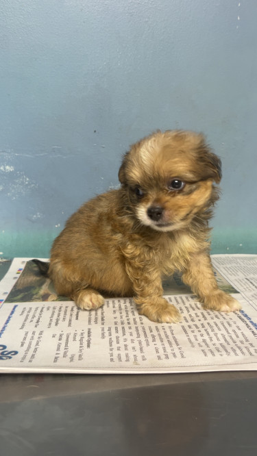 Shihtzu Pomeranian Mixed 
