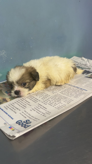 Shihtzu Pomeranian Mixed  Dogs Barbican 