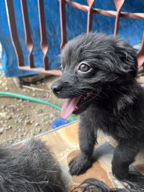 Shih Pom