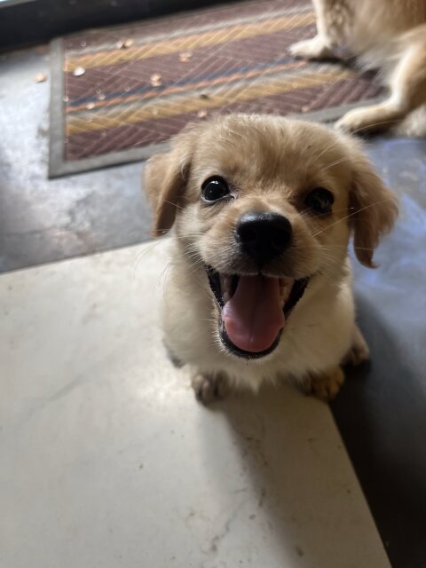 Shih Pom