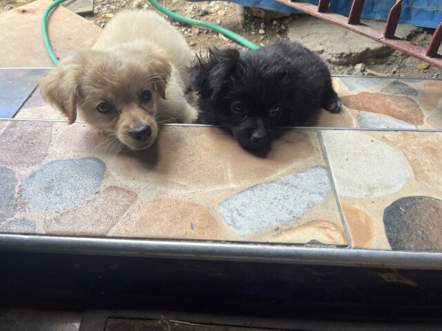 Shih Pom
