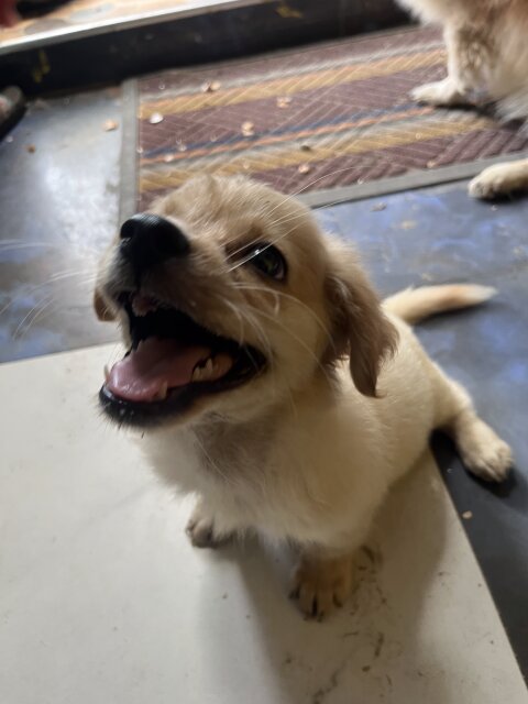 Shih Pom