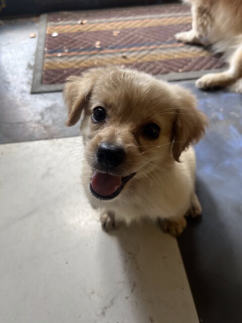 Shih Pom