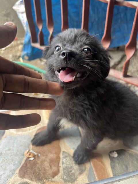 Shih Pom Dogs Kingston