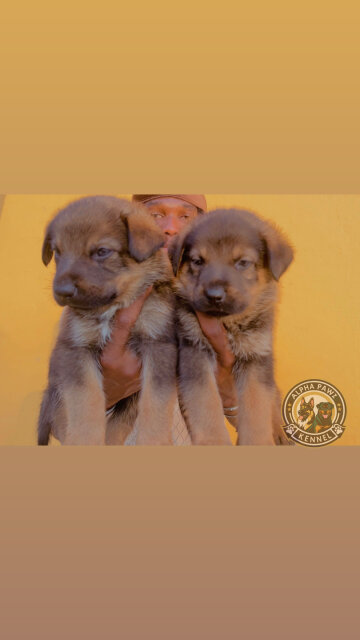 German Shepherd X Rottwiler
