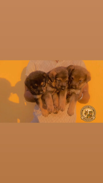 German Shepherd X Rottwiler