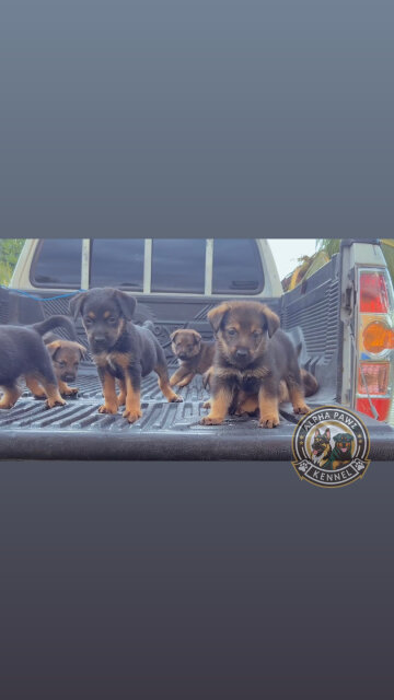 German Shepherd X Rottwiler