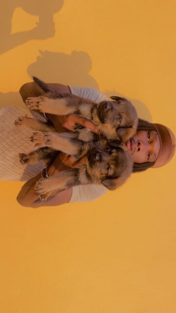 German Shepherd X Rottwiler Dogs Santa Cruz