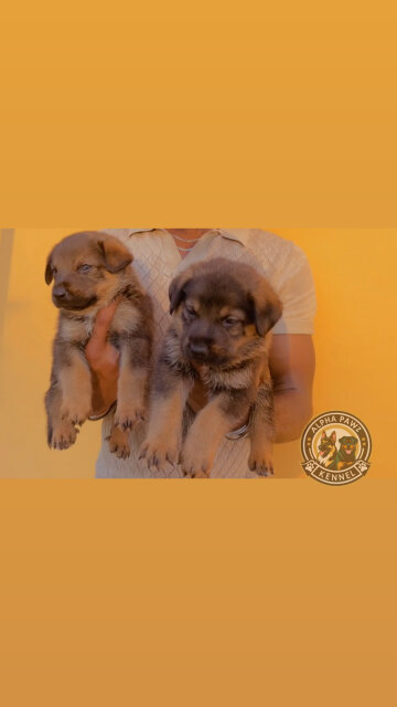 German Shepherd X Rottwiler