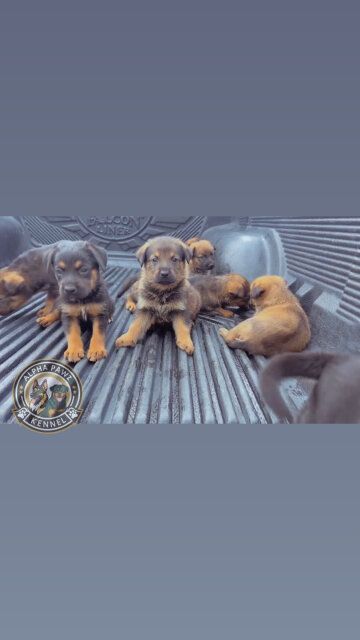 German Shepherd X Rottwiler