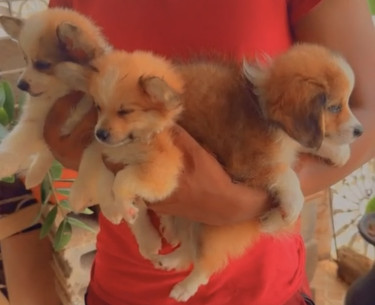 Brown And White Pomeranian Mix Puppies 