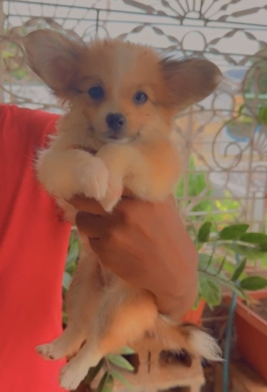 Brown And White Pomeranian Mix Puppies 