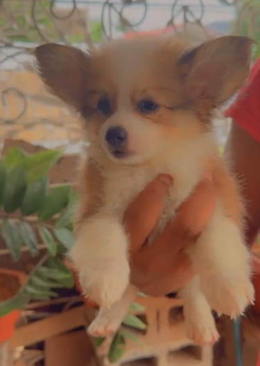 Brown And White Pomeranian Mix Puppies 