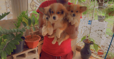 Brown And White Pomeranian Mix Puppies  Dogs Spanish Town 