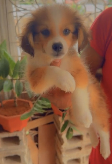 Brown And White Pomeranian Mix Puppies 